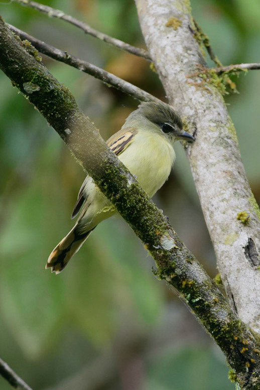 White-winged Becard, Pachyramphus polychopterus