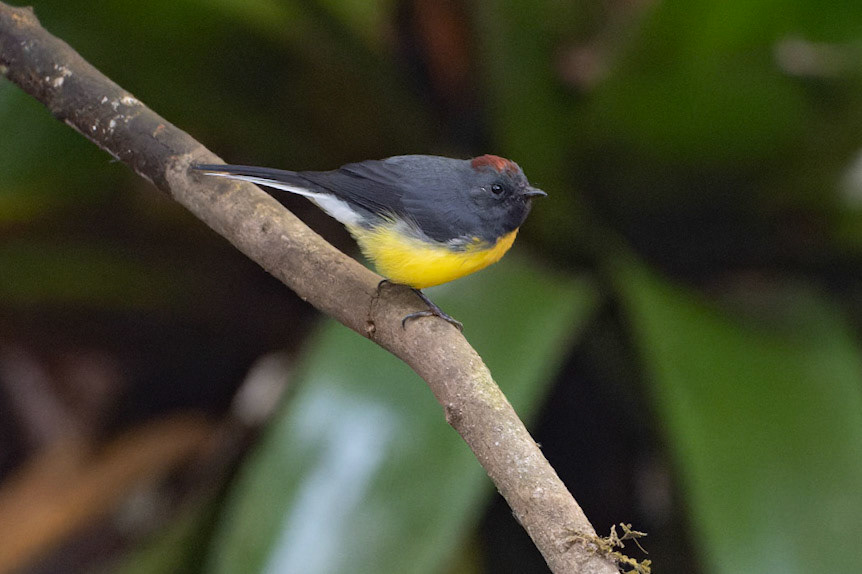 Slate-throated Redstart, Myioborus miniatus