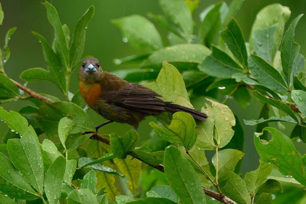 Cherrie's Tanager, Ramphocelus costaricensis