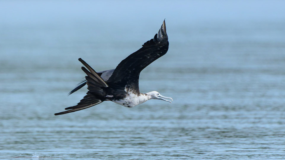 Magnificent Frigatebird in flight-Costa Rica
