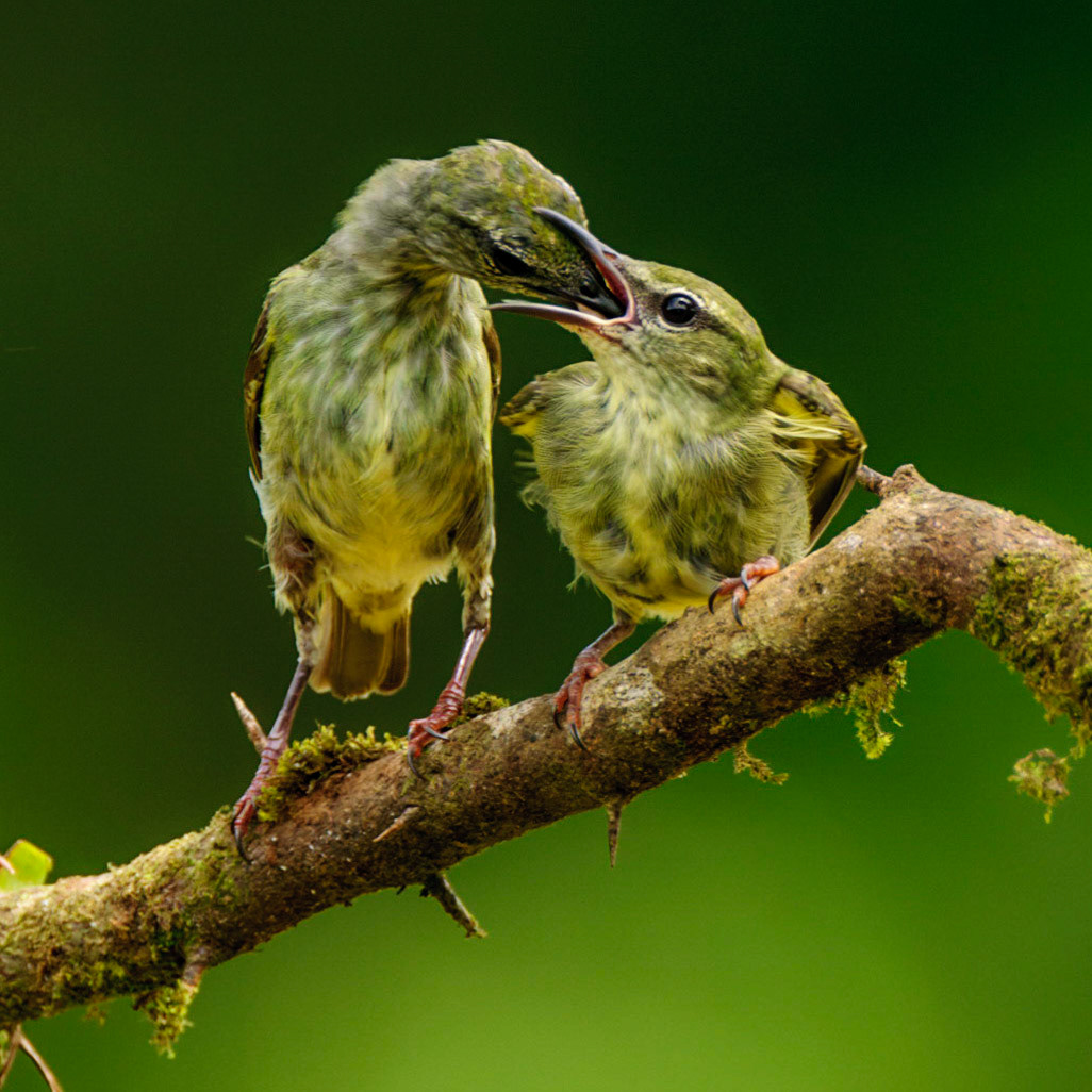 Red-legged Honeycreeper, Cyanerpes cyaneus