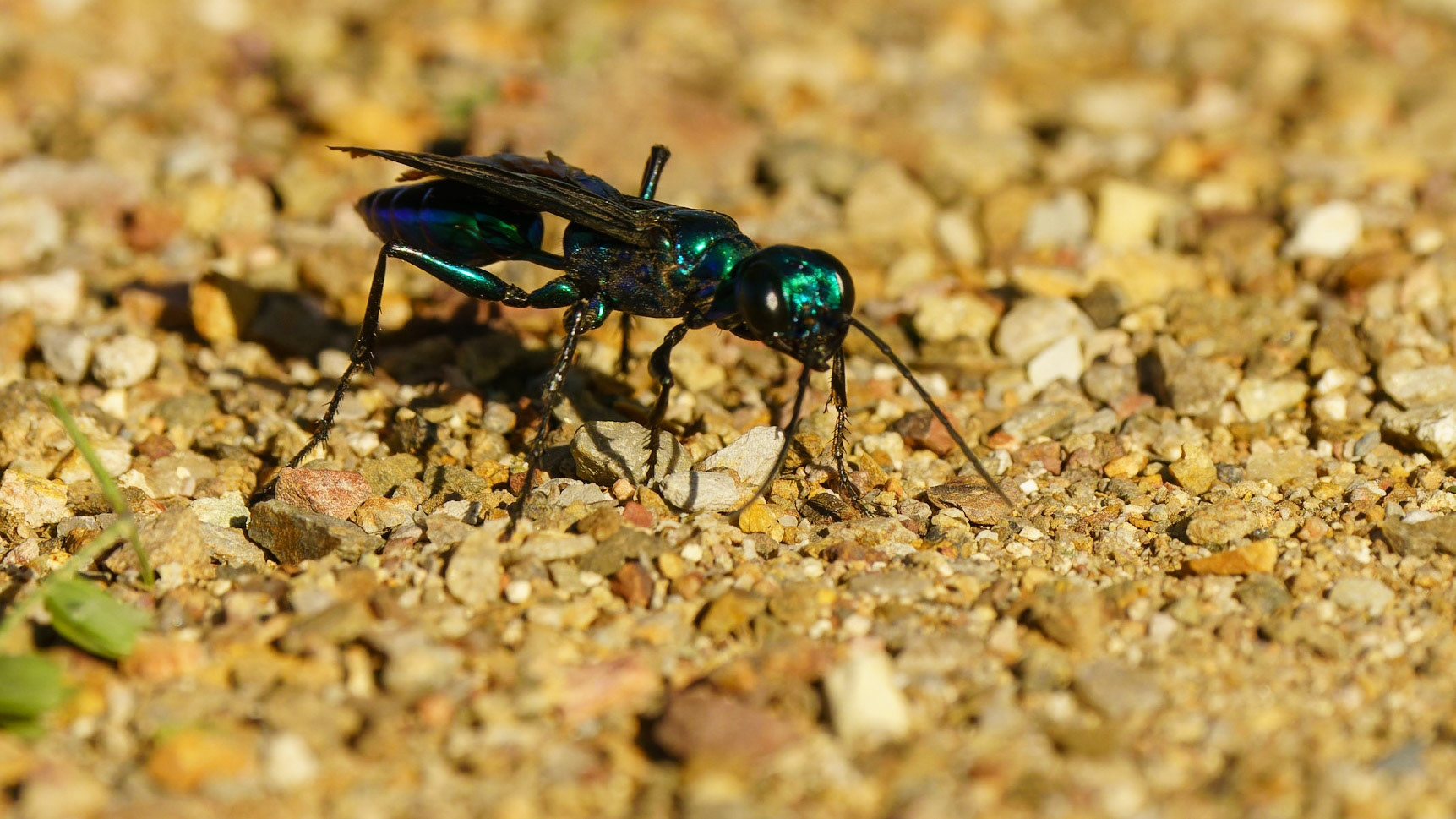 Steel-blue-Cricket-hunter-Wasp, Chlorion aerarium