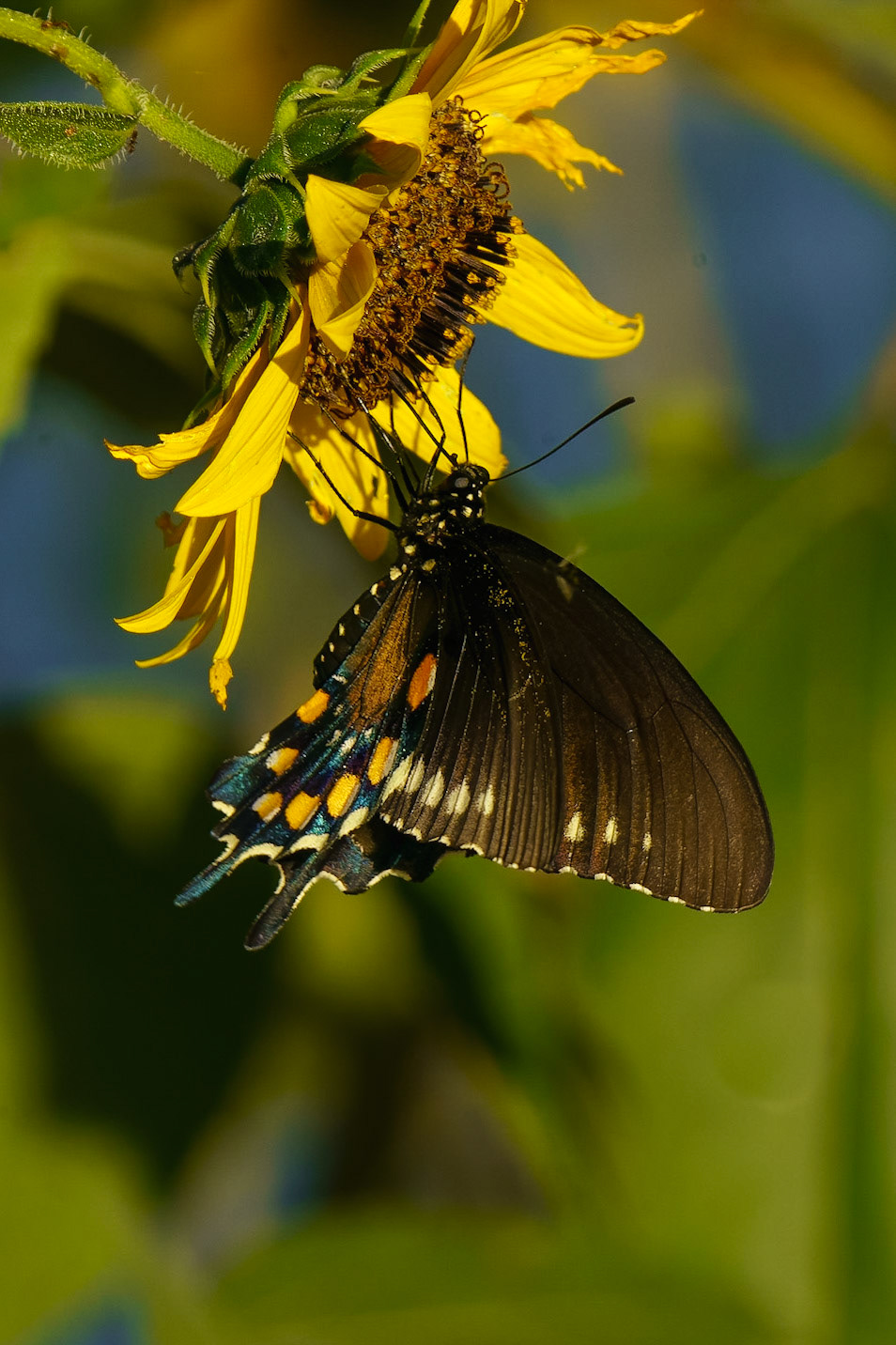 Pipevine Swallowtail, Battus philenor