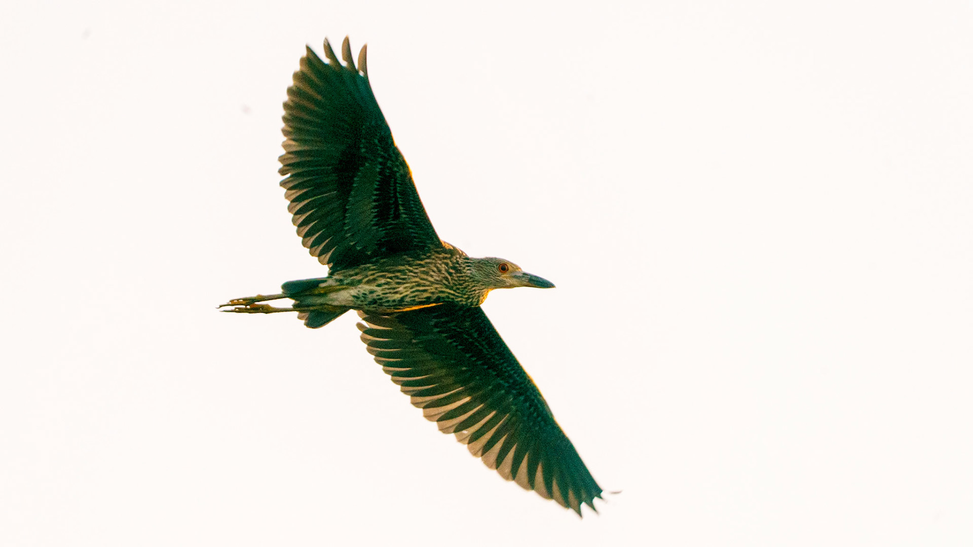 Yellow-crowned Night-Heron, Nyctanassa violacea