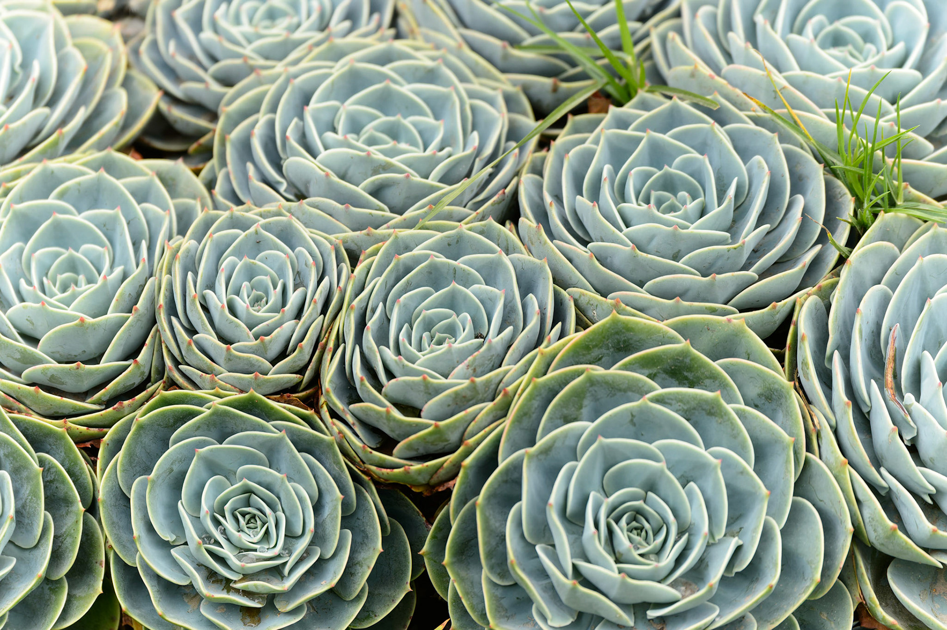 Hens and Chicks, Sempervivum tectorum