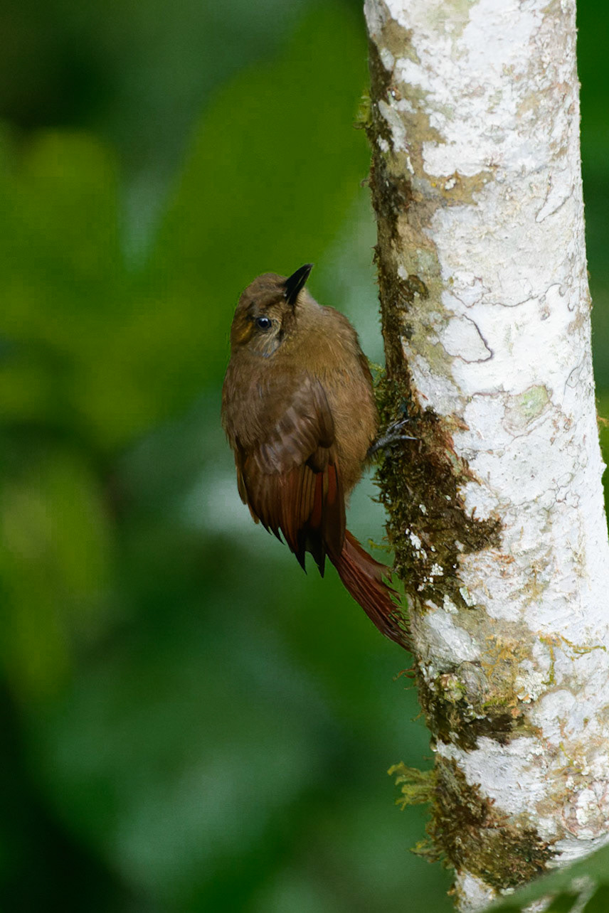 Plain-brown Woodcreeper, Dendrocincla fuliginosa