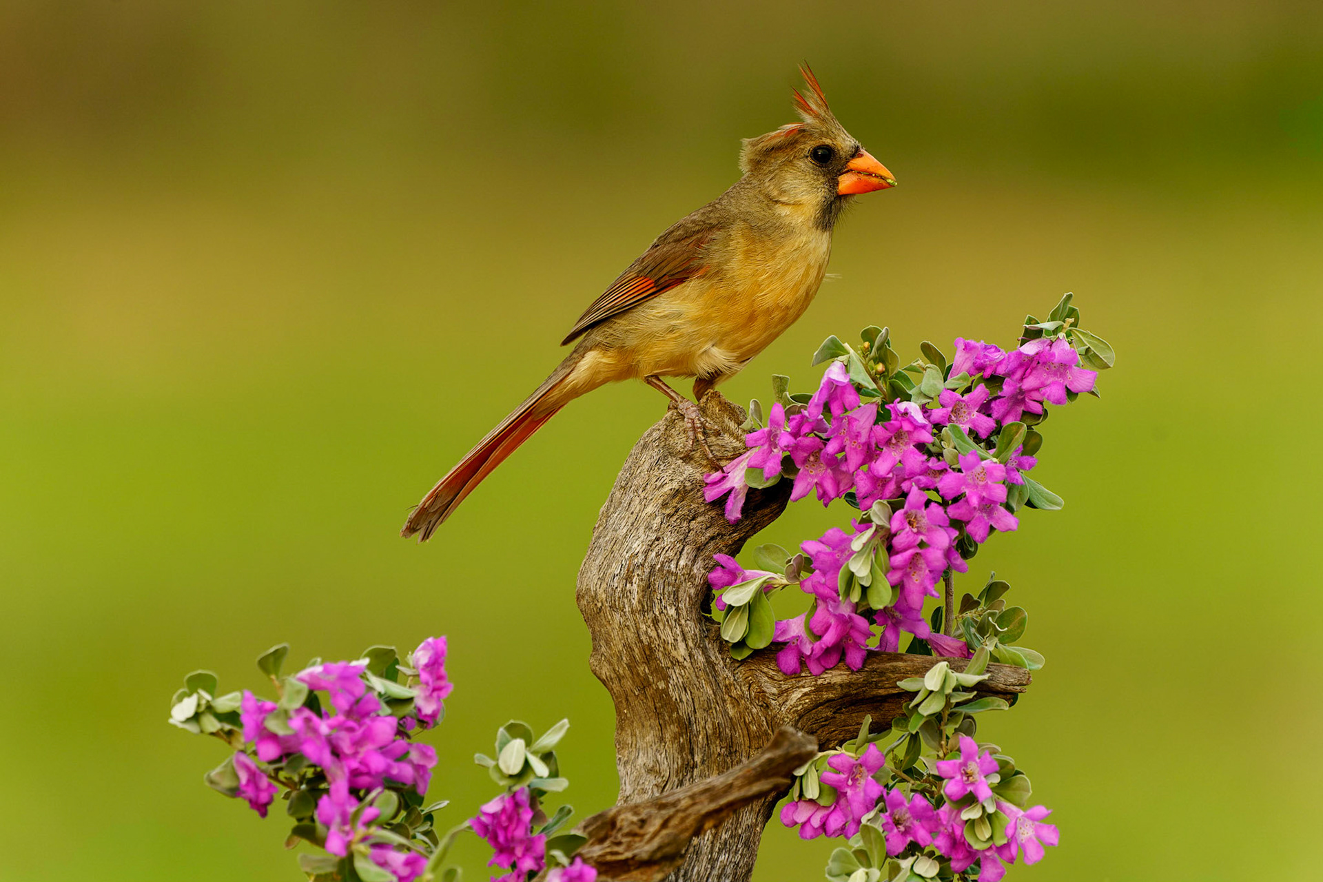 Northern Cardinal, Cardinalis cardinalis