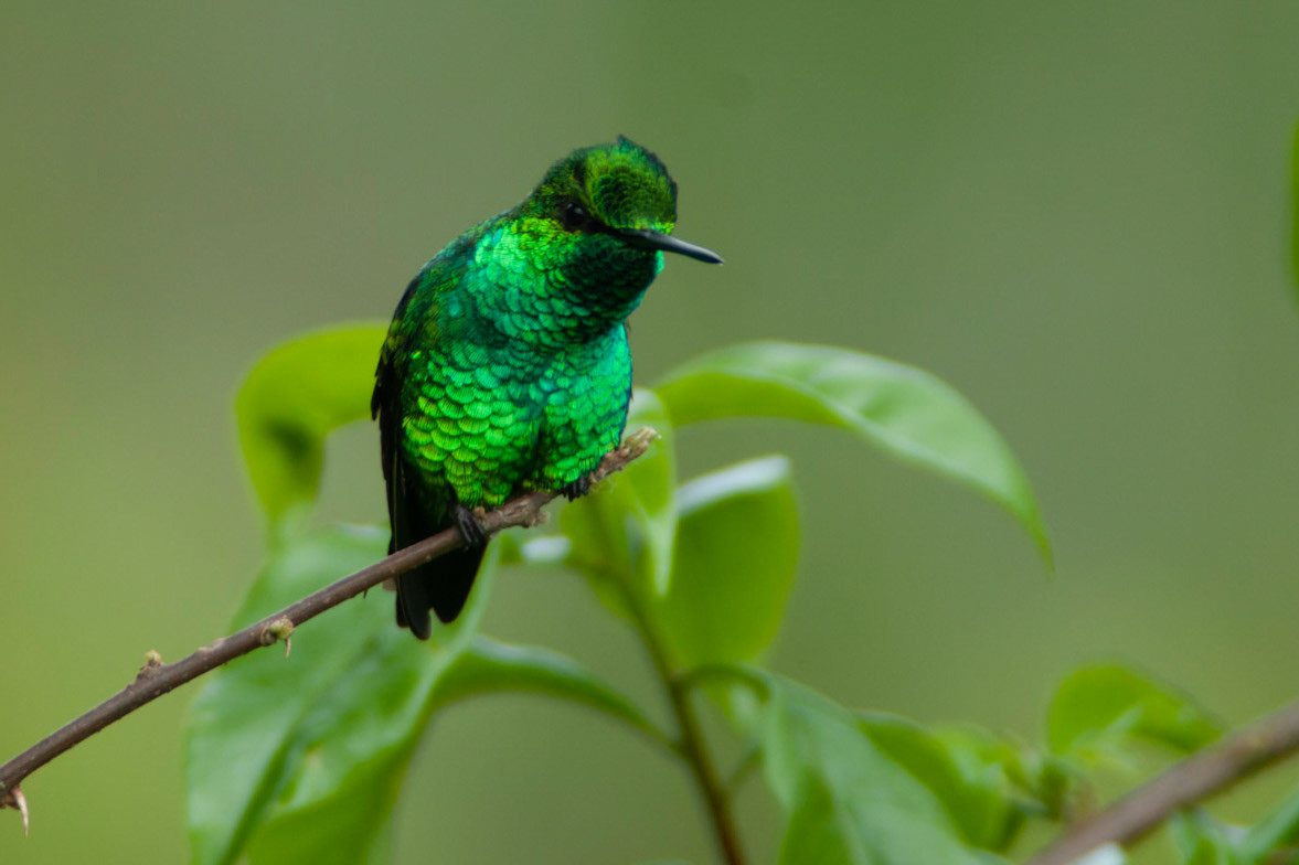 Western Emerald, Chlorostilbon melanorhynchus