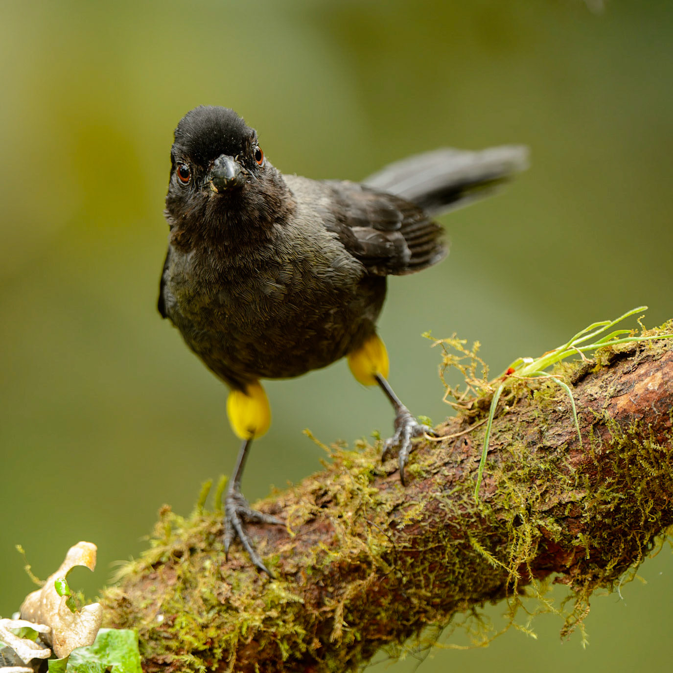 Yellow-thighed Finch,  Pselliophorus tibialis