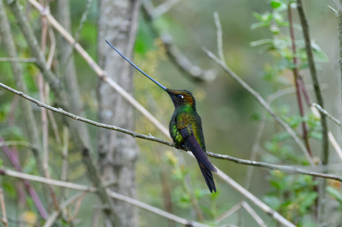 Sword-billed Hummingbird, Ensifera ensifera