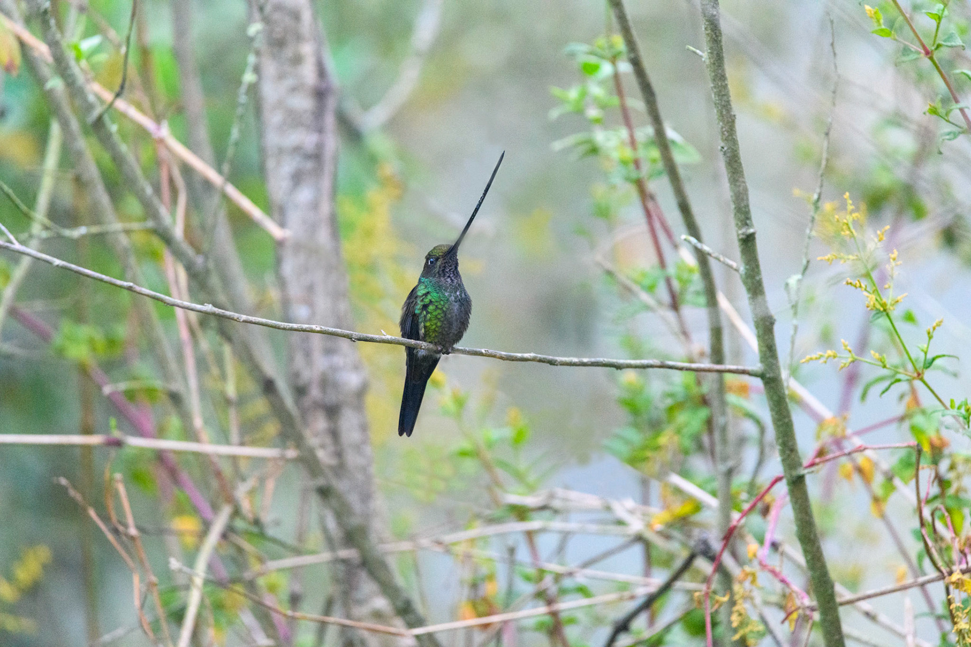 Sword-billed Hummingbird, Ensifera ensifera