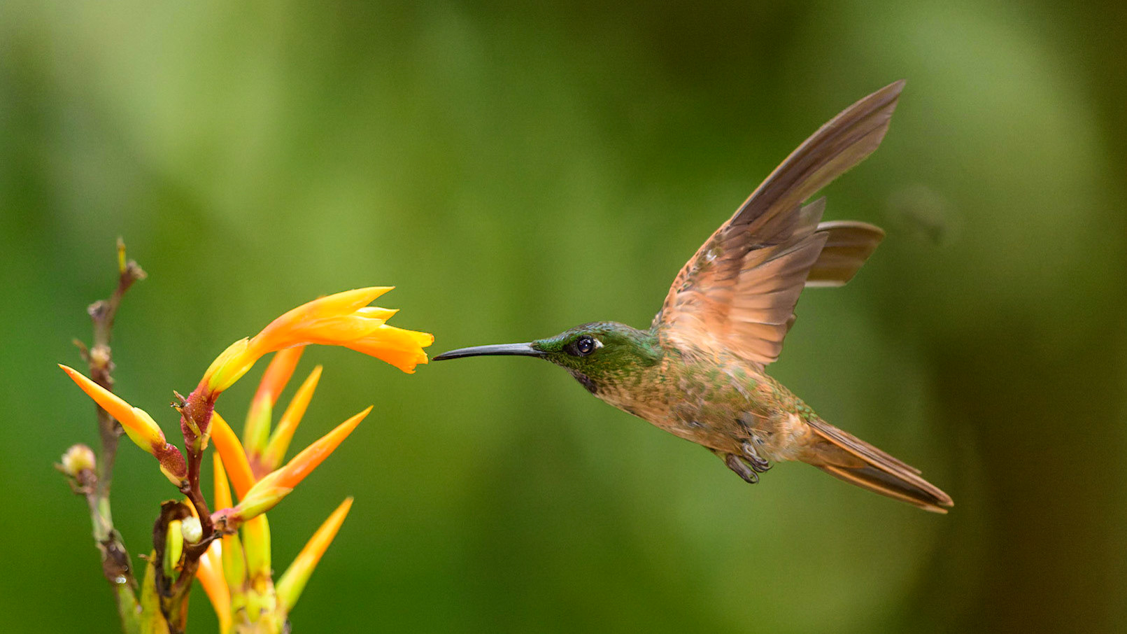 Fawn-breasted Brilliant, Heliodoxa rubinoides