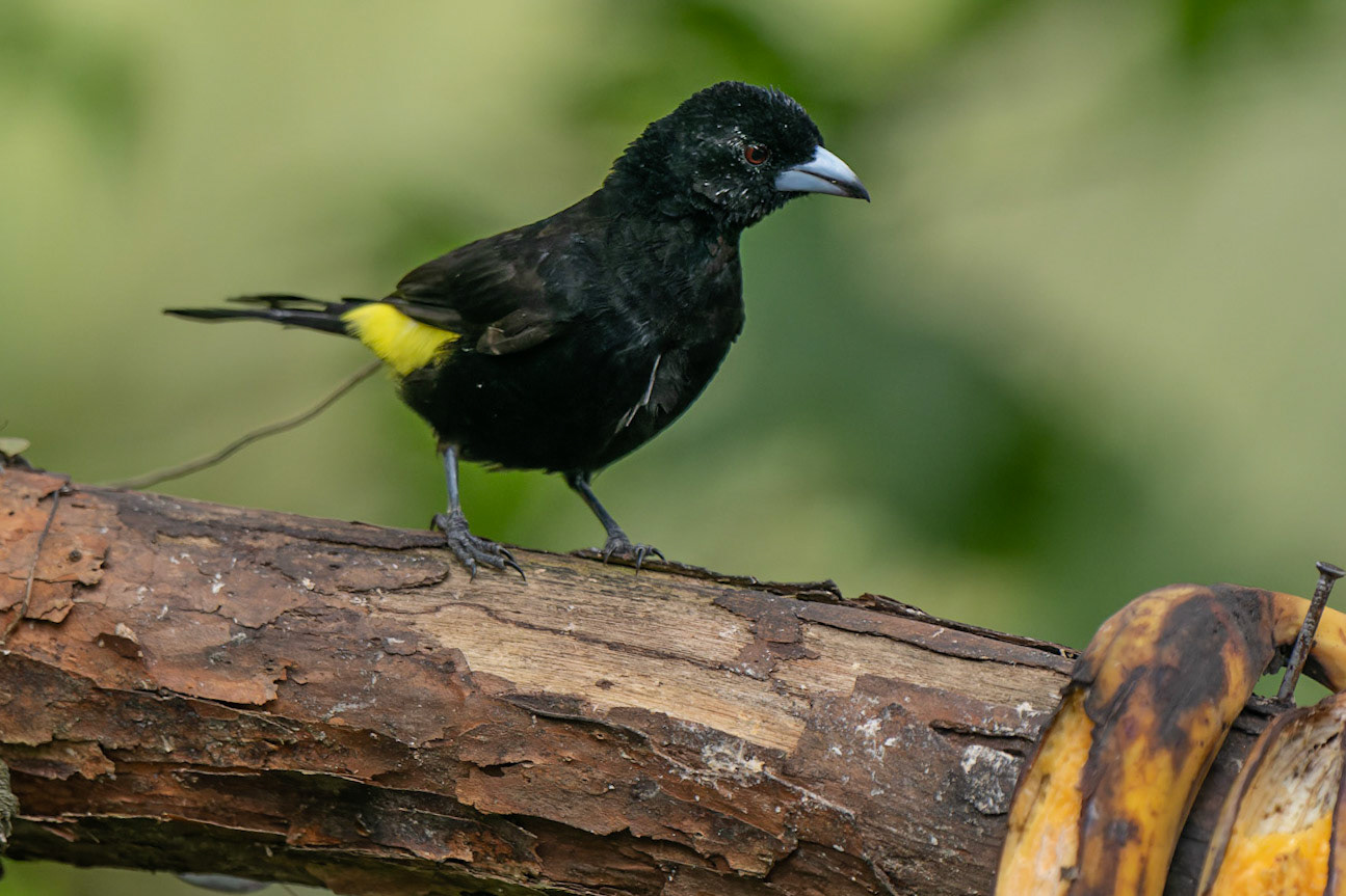 Flame-rumped Tanager (Lemon-rumped) Ramphocelus flammigerus icteronotus