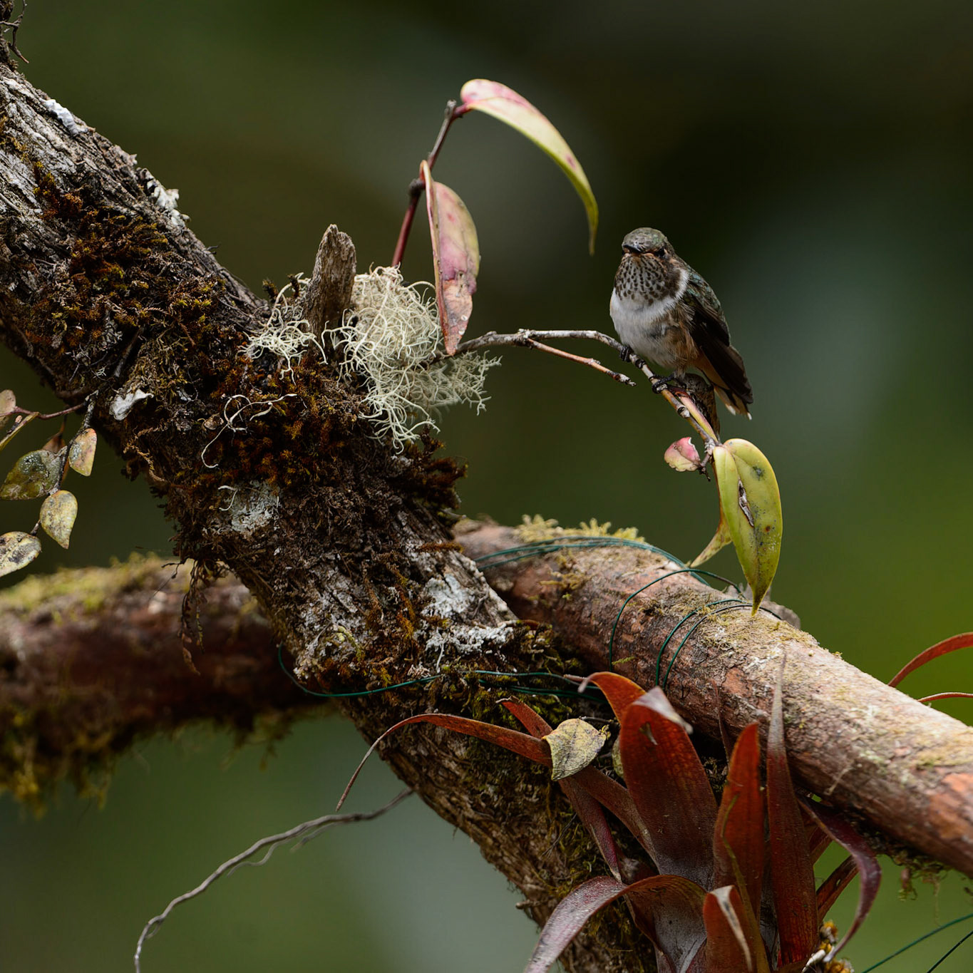 Volcano Hummingbird, Selasphorus flammula