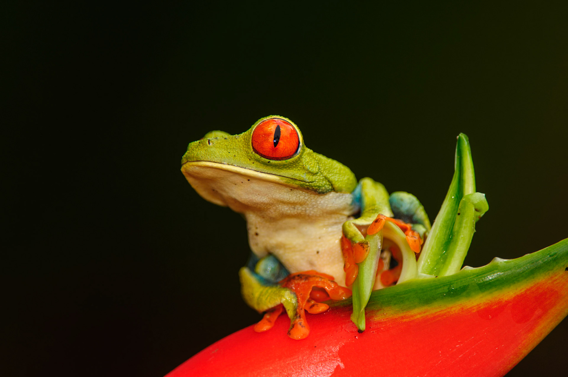 Red-eyed Treefrog, Agalychnis callidryas. Heliconia orthotricha cv. Imperial