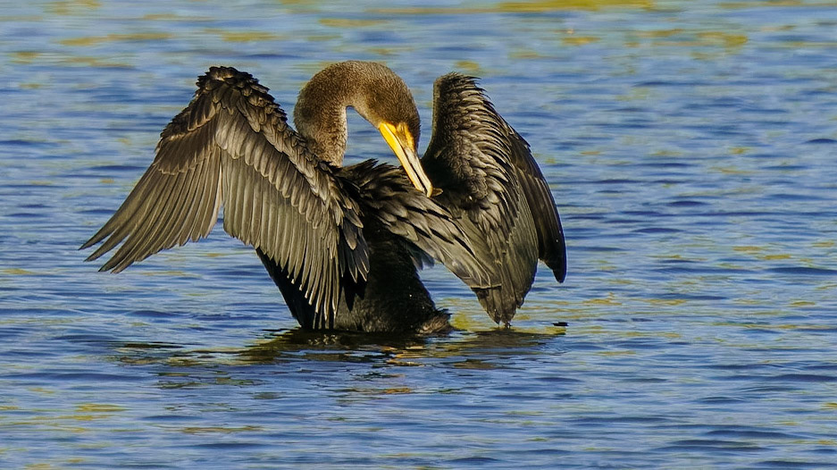 Double-crested Cormorant (Female), Nannopterum auritum
