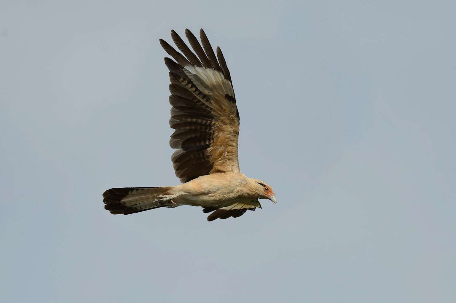 Yellow-headed Caracara, Milvago chimachima