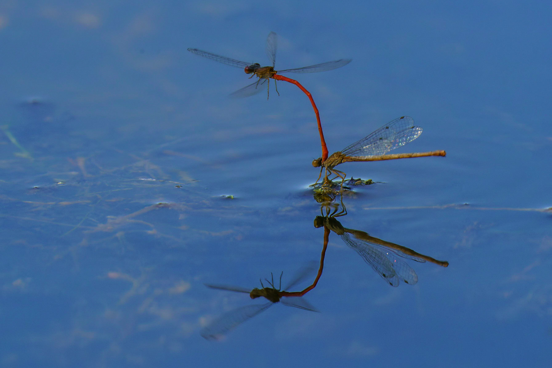 Desert Firetail (Damselfly), Telebasis salva