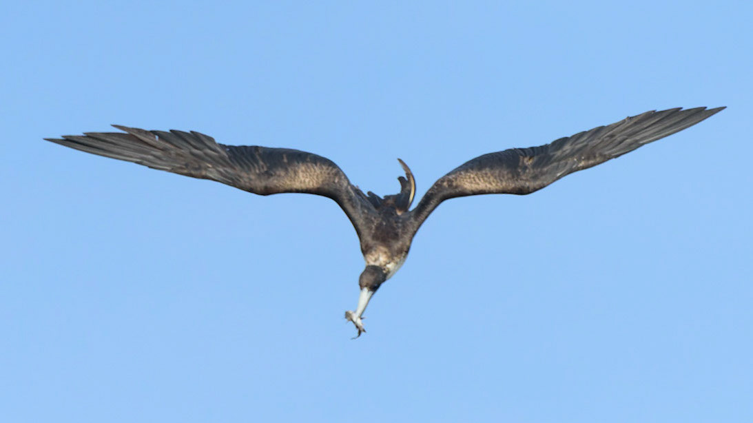 Magnificent Frigatebird