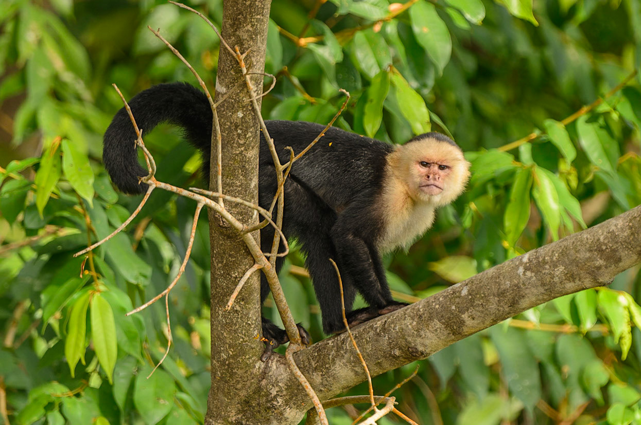 Panamanian white-faced capuchin, Cebus imitator