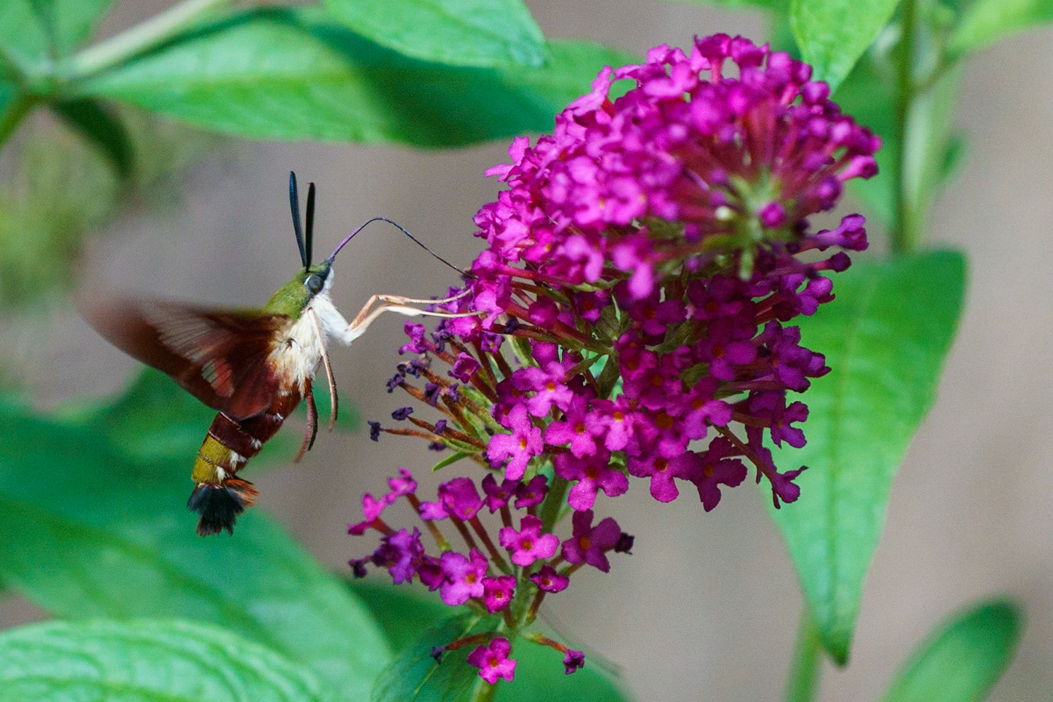 Hummingbird Clearwing. Hemaris thysbe