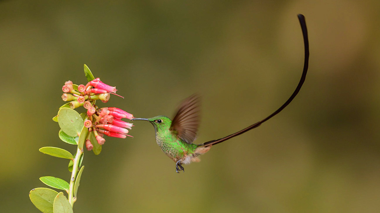 Black-tailed Trainbearer, Lesbia victoriae