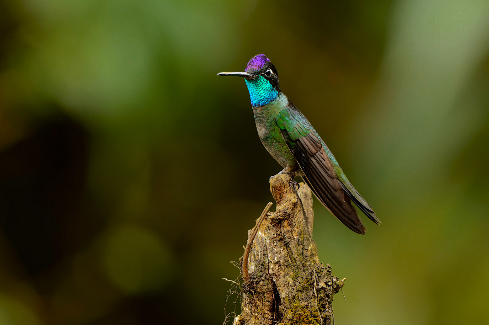 Rivoli's Hummingbird, Eugenes fulgens Formerly "Magnificent".