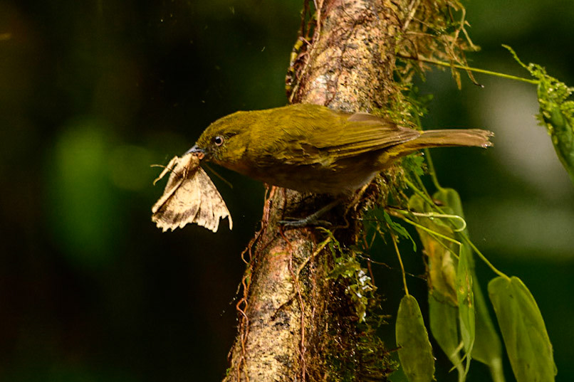 Ochre-breasted Tanager, Chlorothraupis stolzmanni