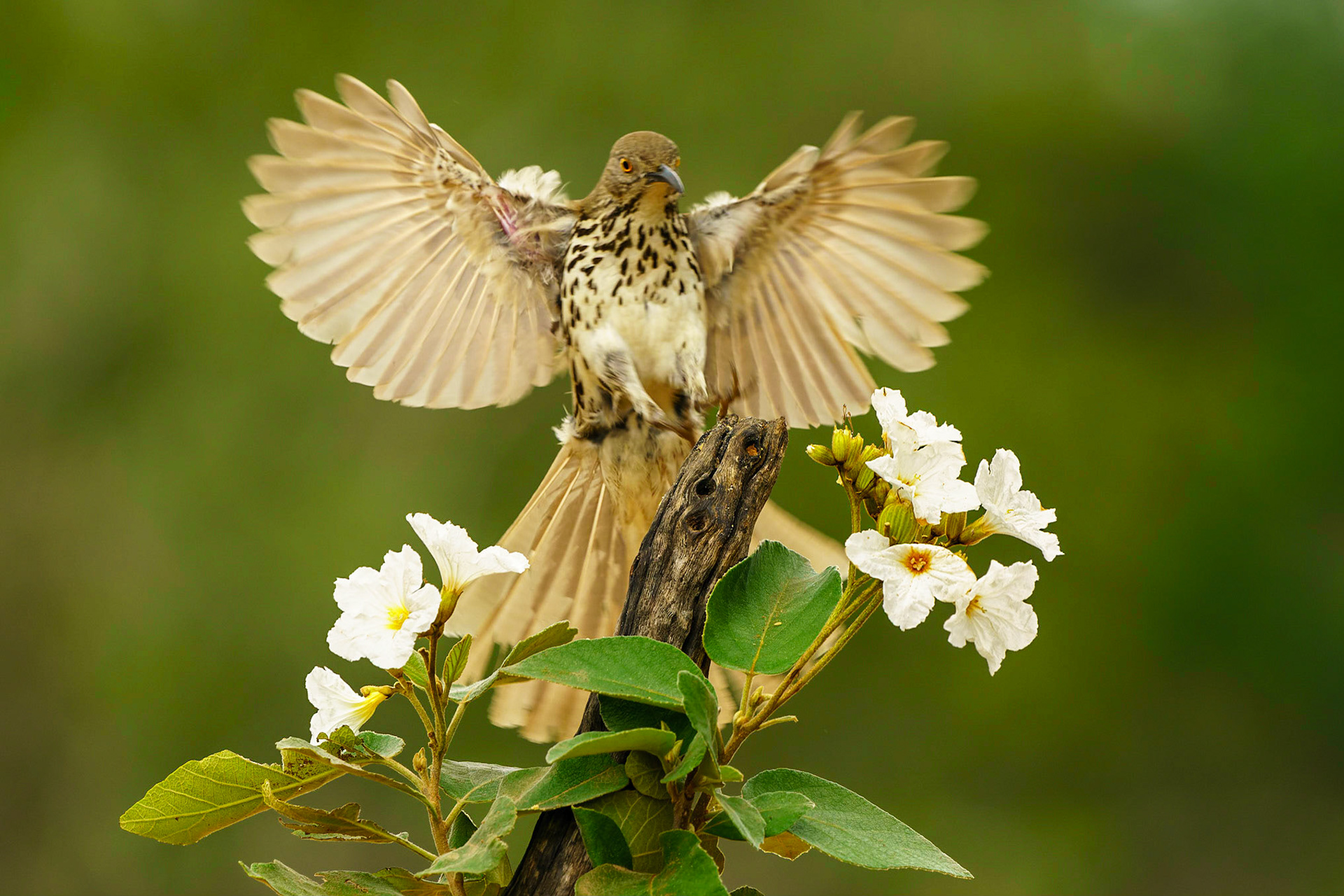 Long-billed Thrasher, Toxostoma longirostre