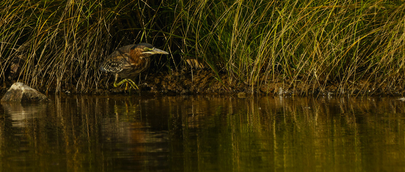 Green Heron, Butorides virescens