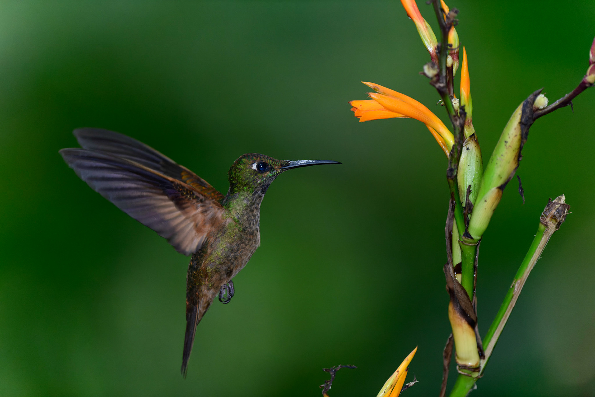 Green-crowned Brilliant
