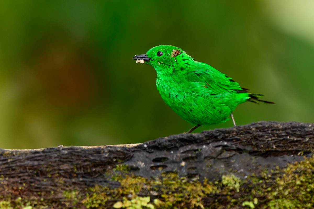 Glistening-green Tanager, Chlorochrysa phoenicotis