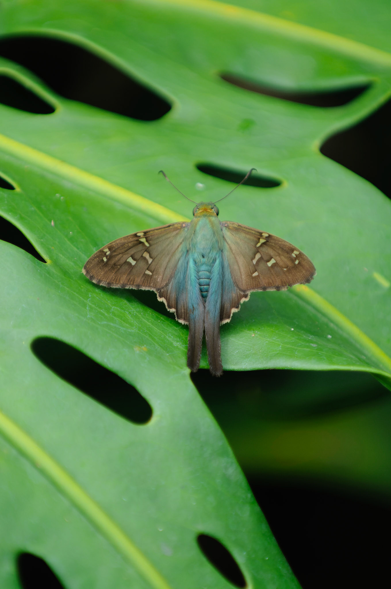 Long-tailed Skipper, Urbanus proteus