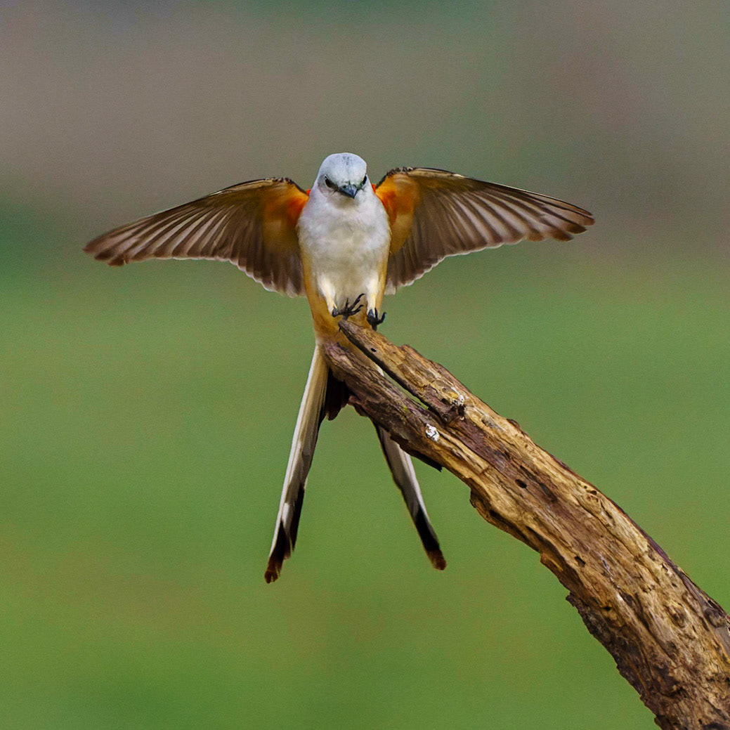 Scissor-tailed Flycatcher, Tyrannus forficatus