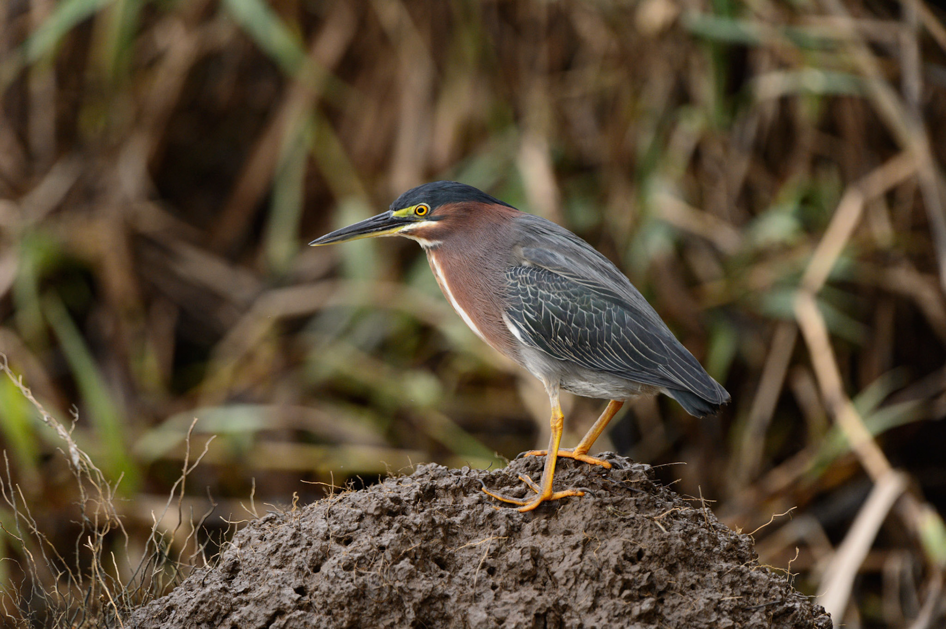 Green Heron, Butorides virescens
