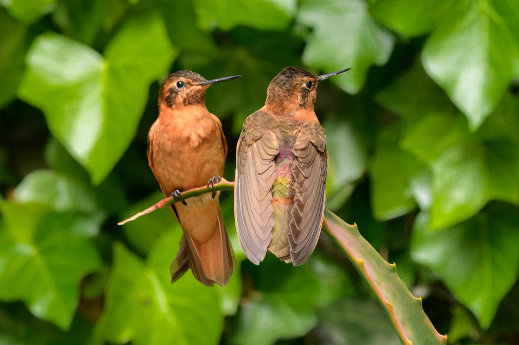 Shining Sunbeam, Aglaeactis cupripennis
