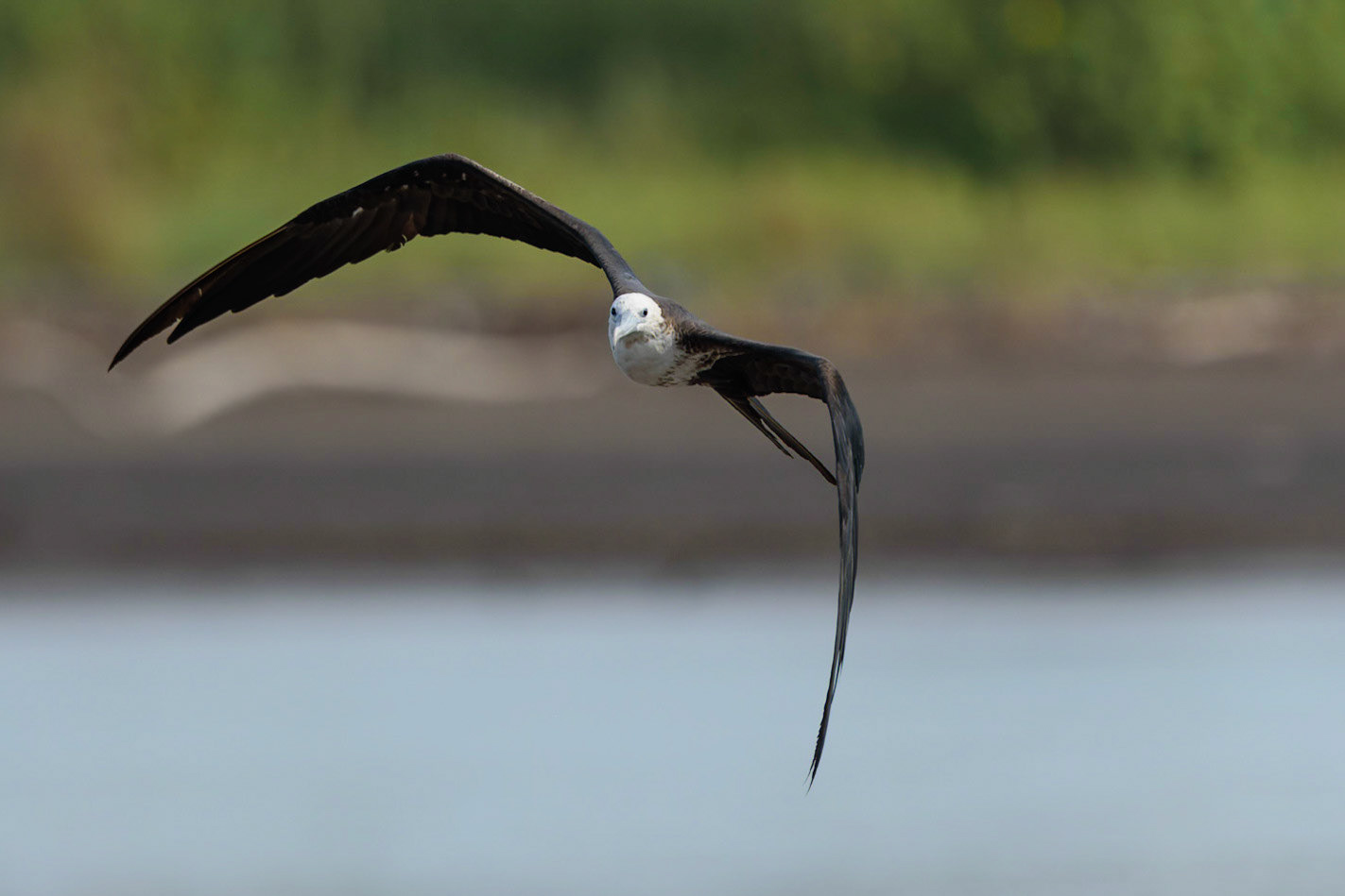 Magnificent Frigatebird, Fregata magnificens