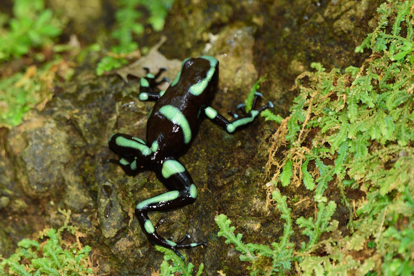 Blue and black Poison Dart Frog, Dendrobates auratus
