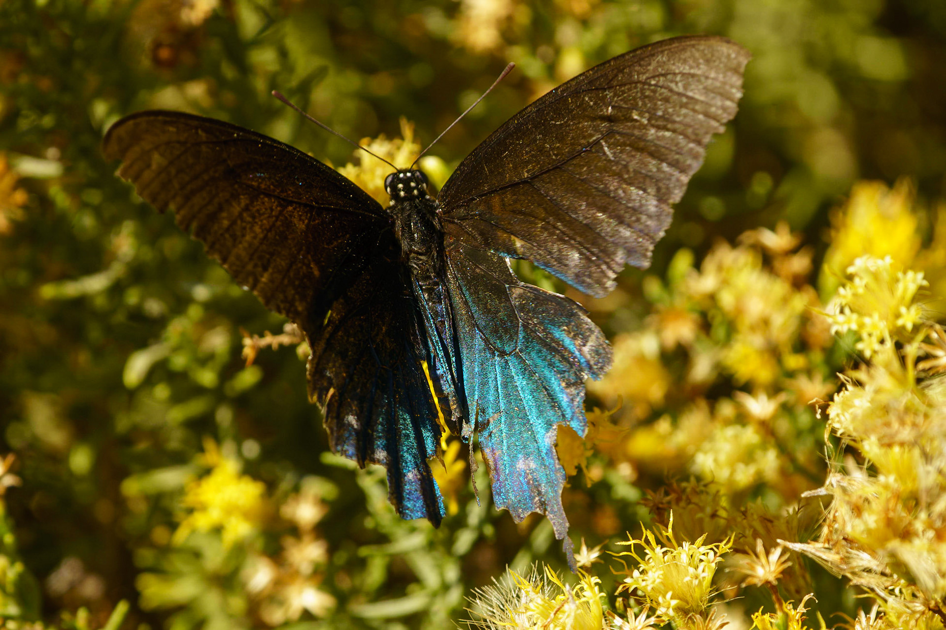 Pipevine Swallowtail, Battus philenor