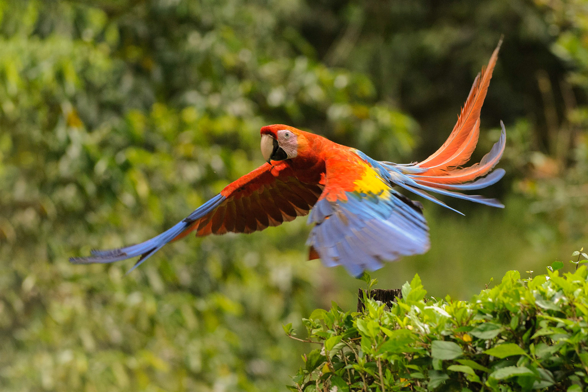 Scarlet Macaw, Ara macao