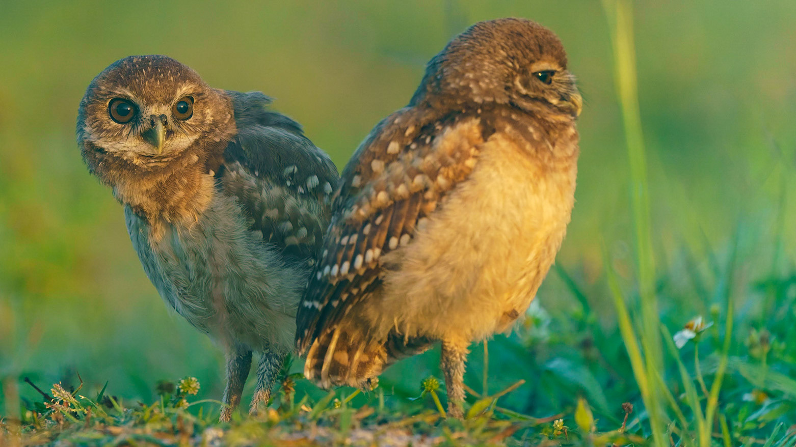 Burrowing Owl, Athene cunicularia
