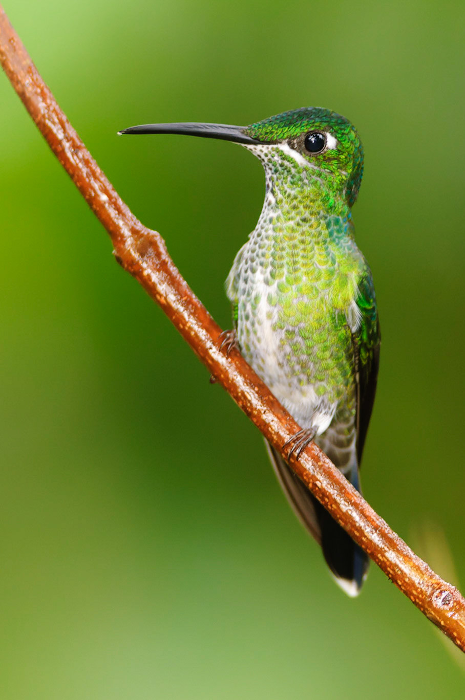 Green-crowned Brilliant, Heliodoxa jacula