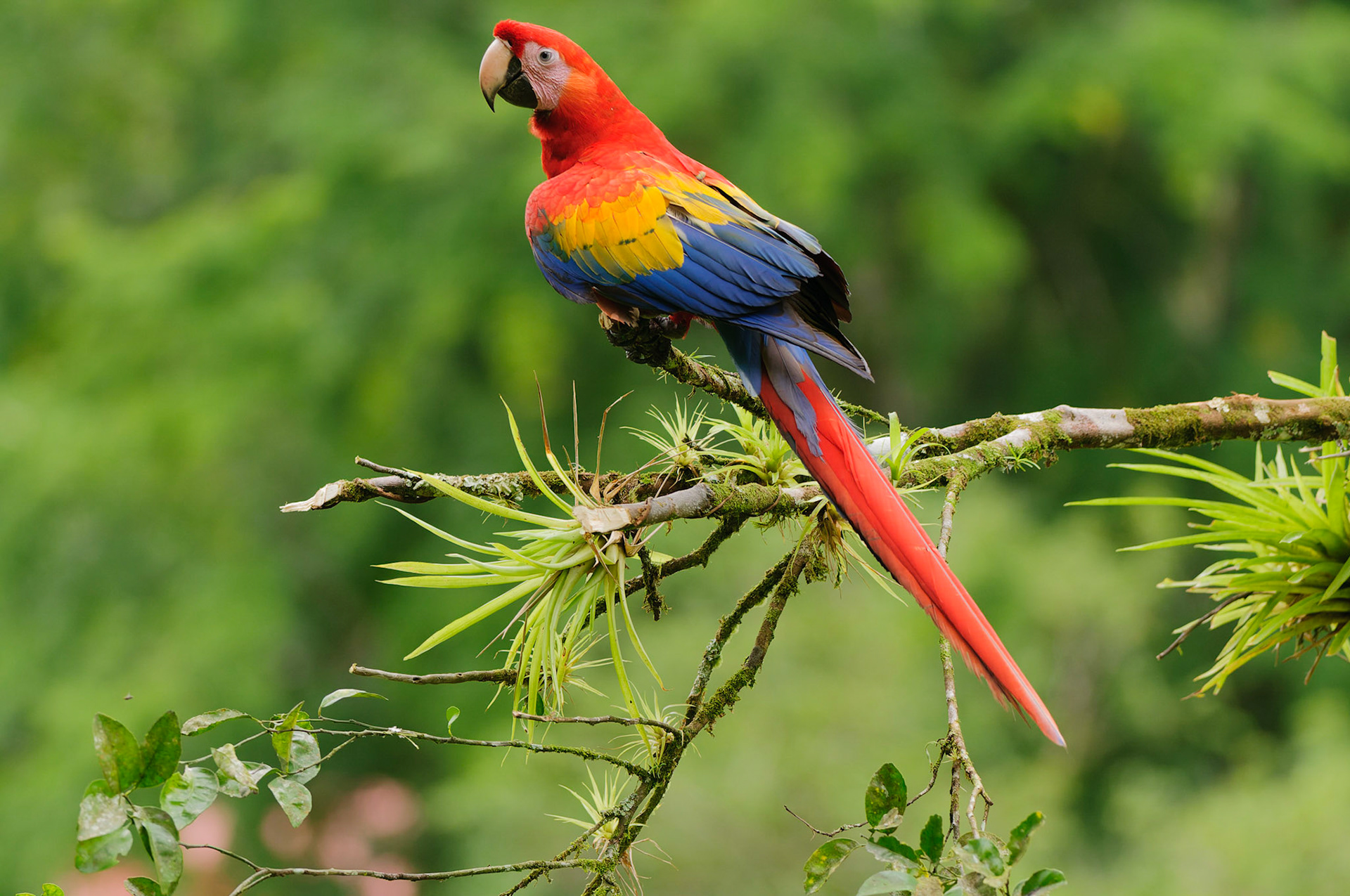 Scarlet Macaw, Ara macao
