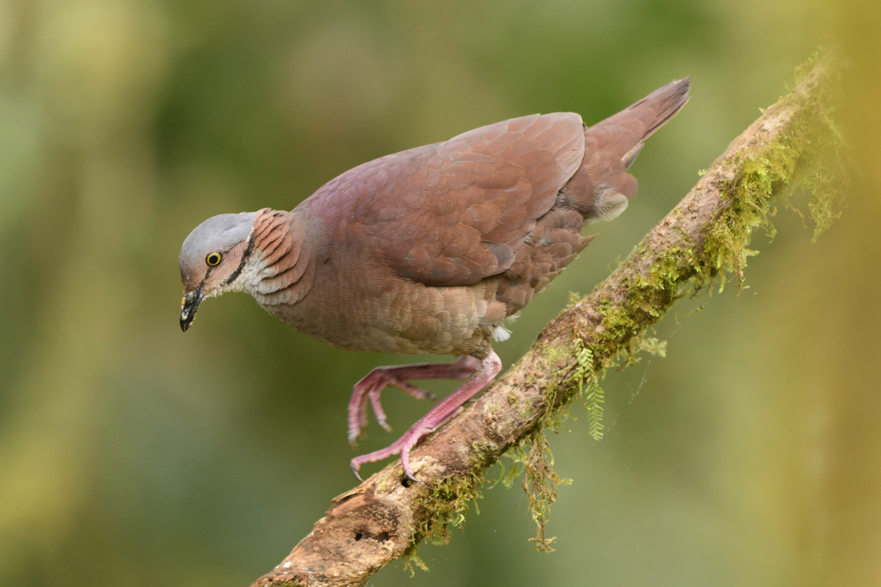 White-throated Quail-Dove Zentrygon frenata