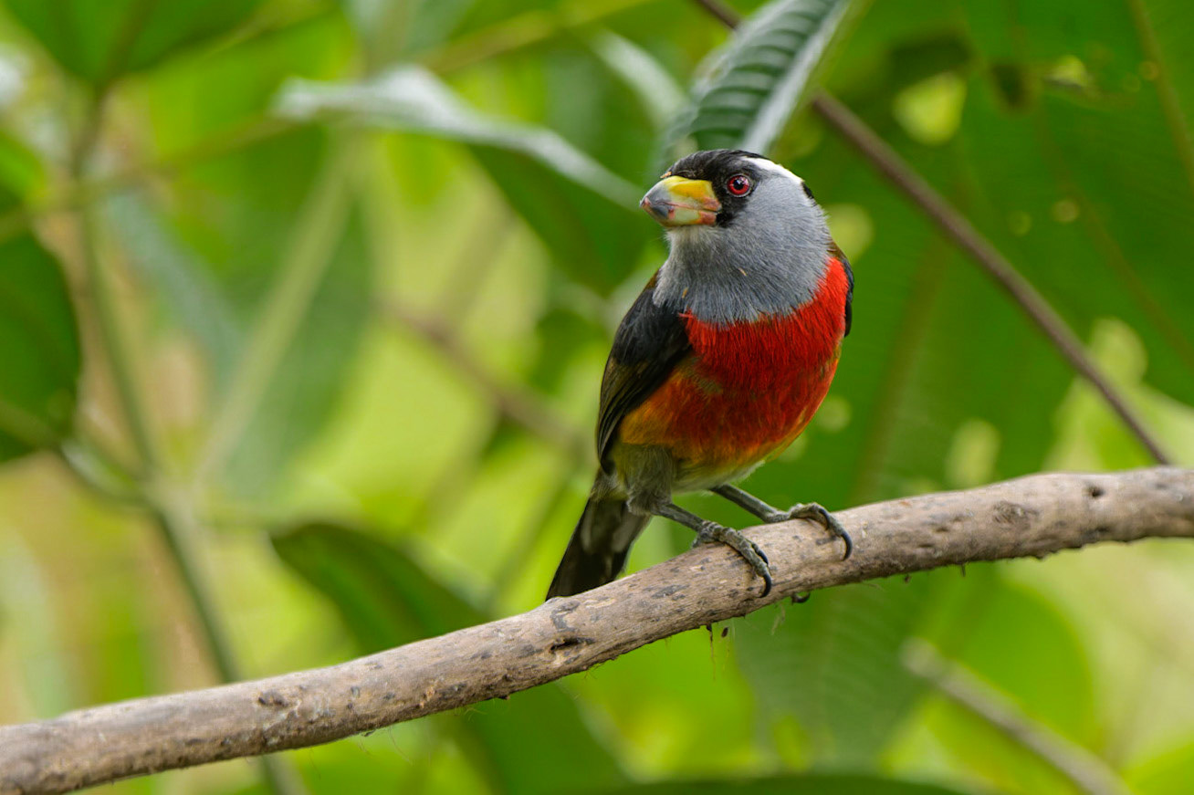 Toucan Barbet, Semnornis ramphastinus