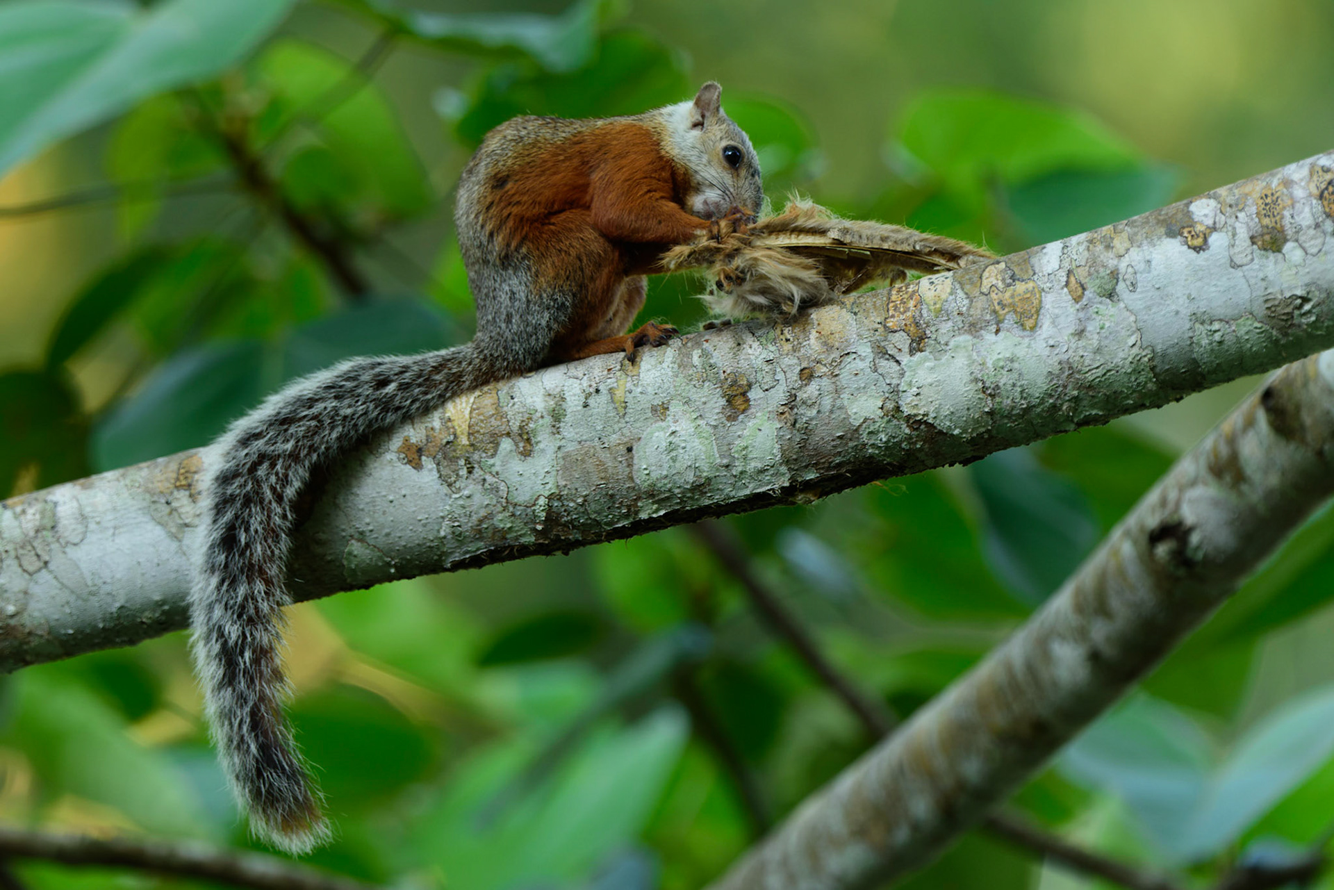 Variegated Squirrel, Sciurus variegatoides
