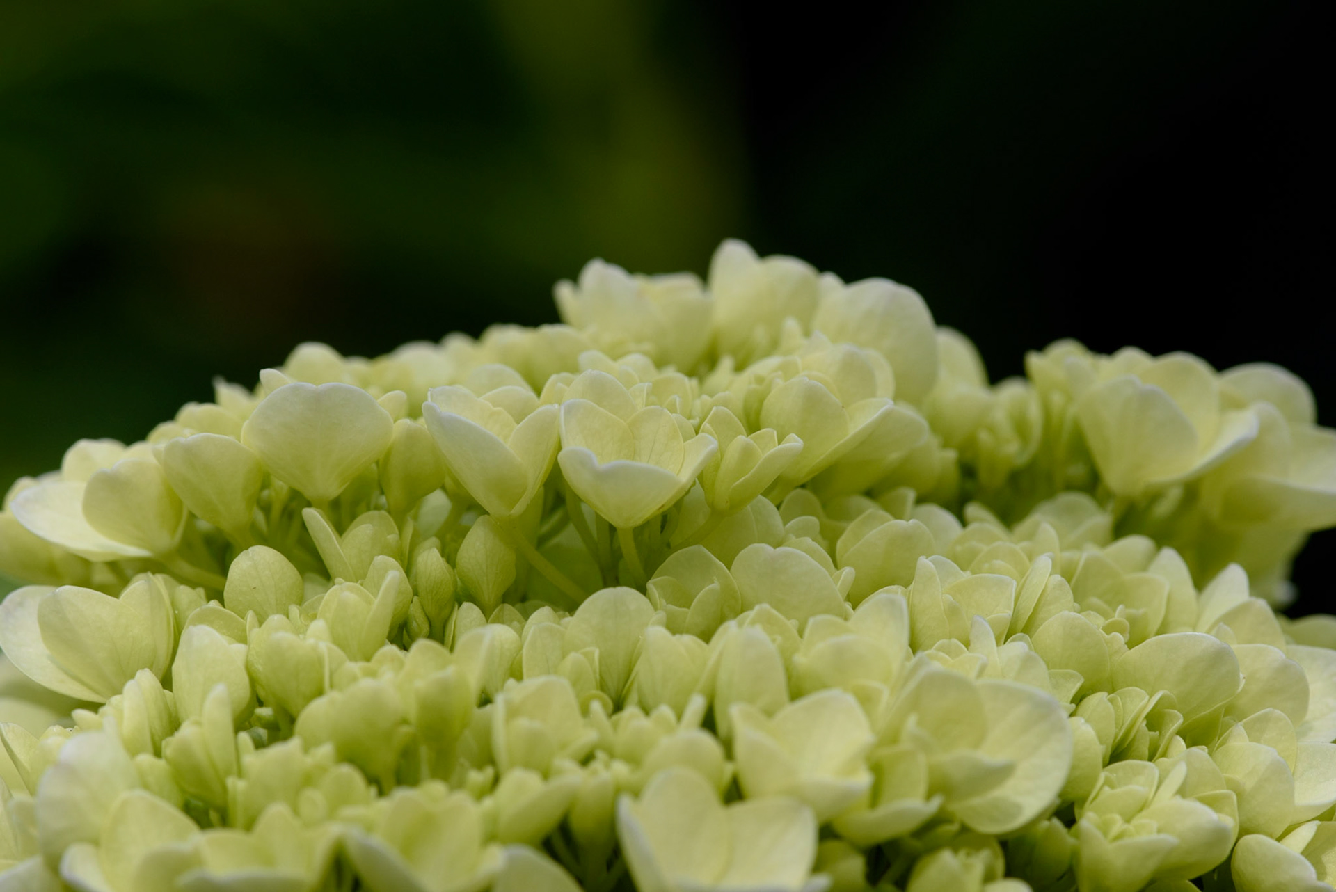 Mophead Hydgrangea, Hydrangea macrophylla