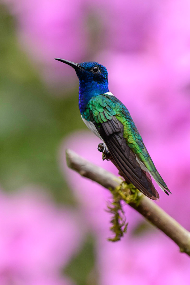 White-necked Jacobin, Florisuga mellivora. Also Great Jacobin or Collared Hummingbird