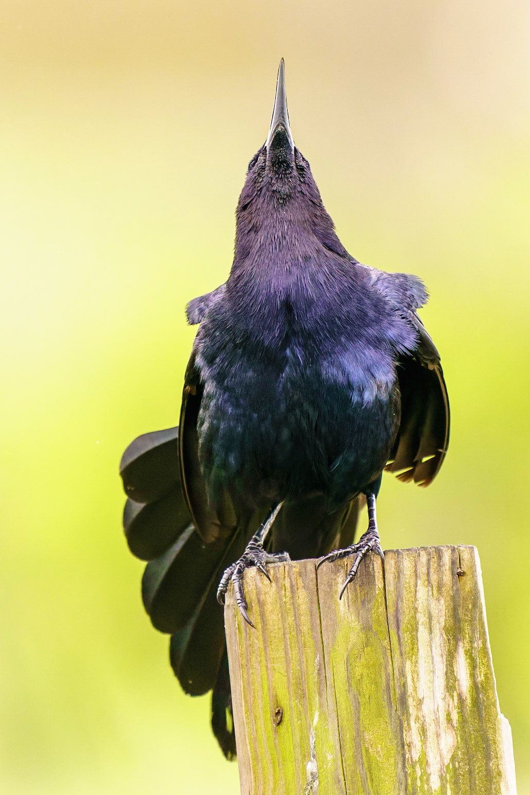 Great-tailed Grackle, Quiscalus mexicanus