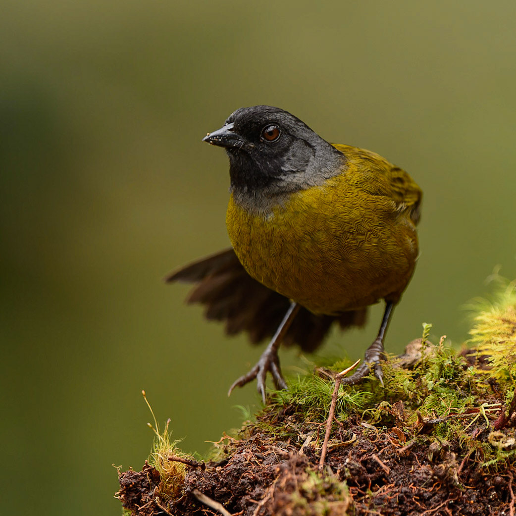 Yellow-green Brushfinch, Atlapetes luteoviridis